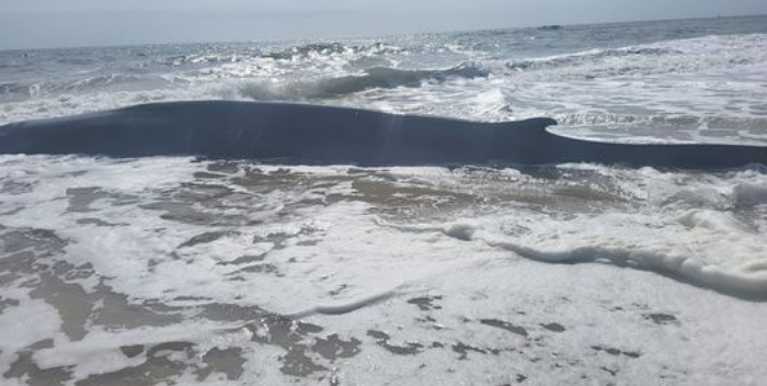 El triste final de una joven ballena varada en una playa de EEUU